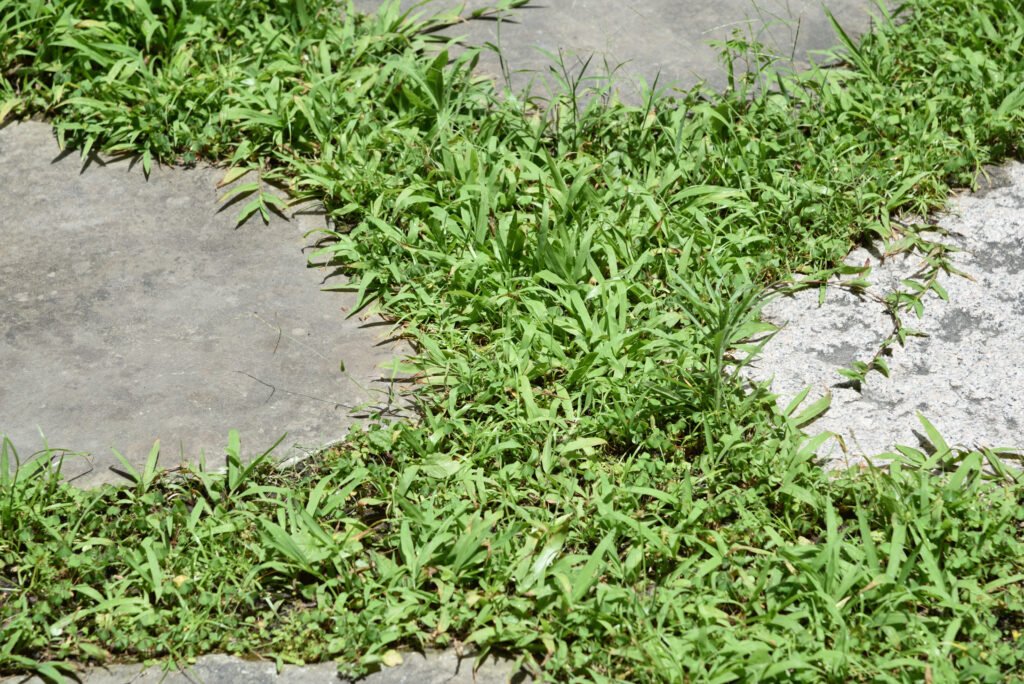 Casa e jardim: por que o contato com a grama começa no projeto